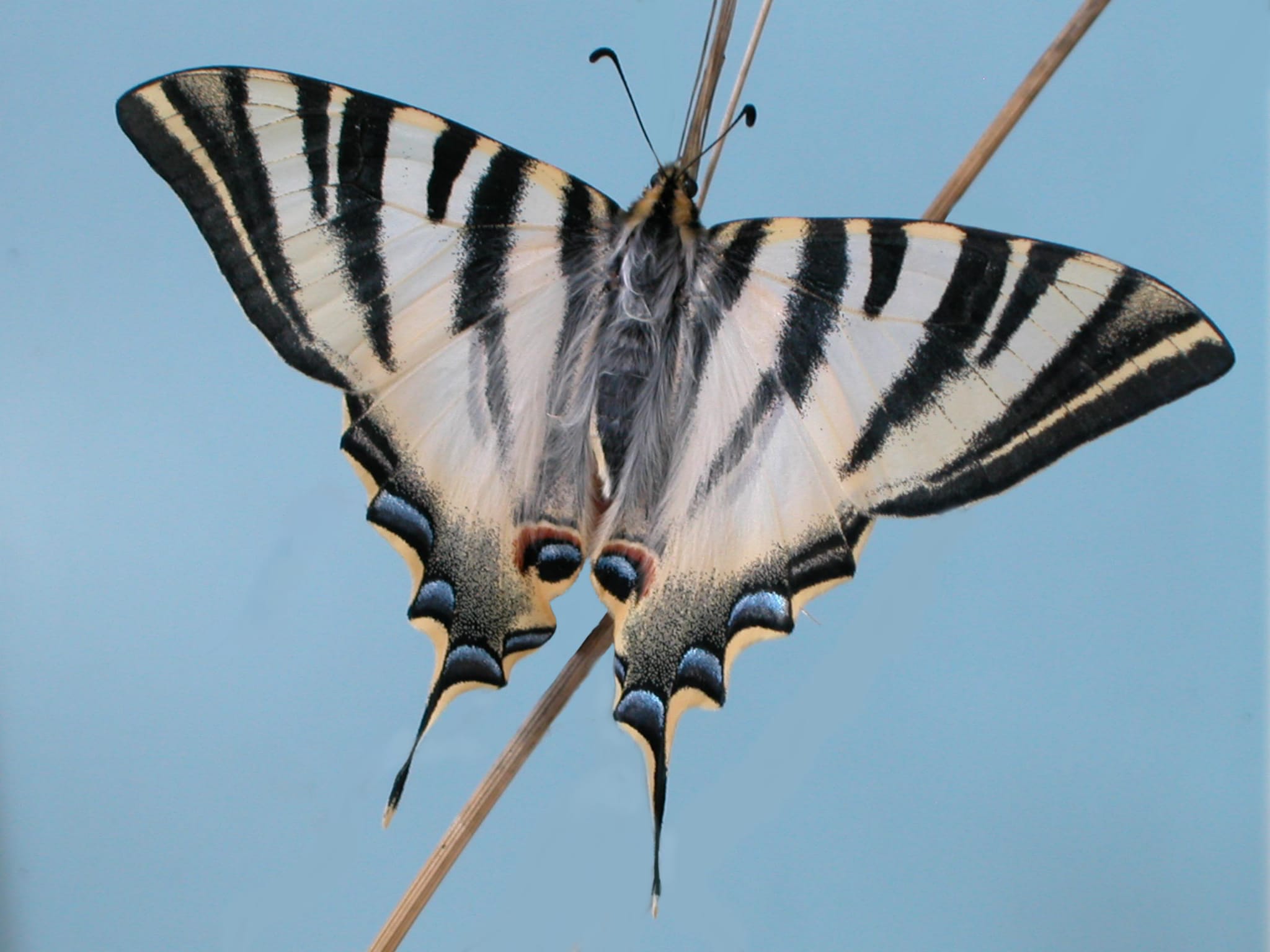 Mariposa Podalirio meridional